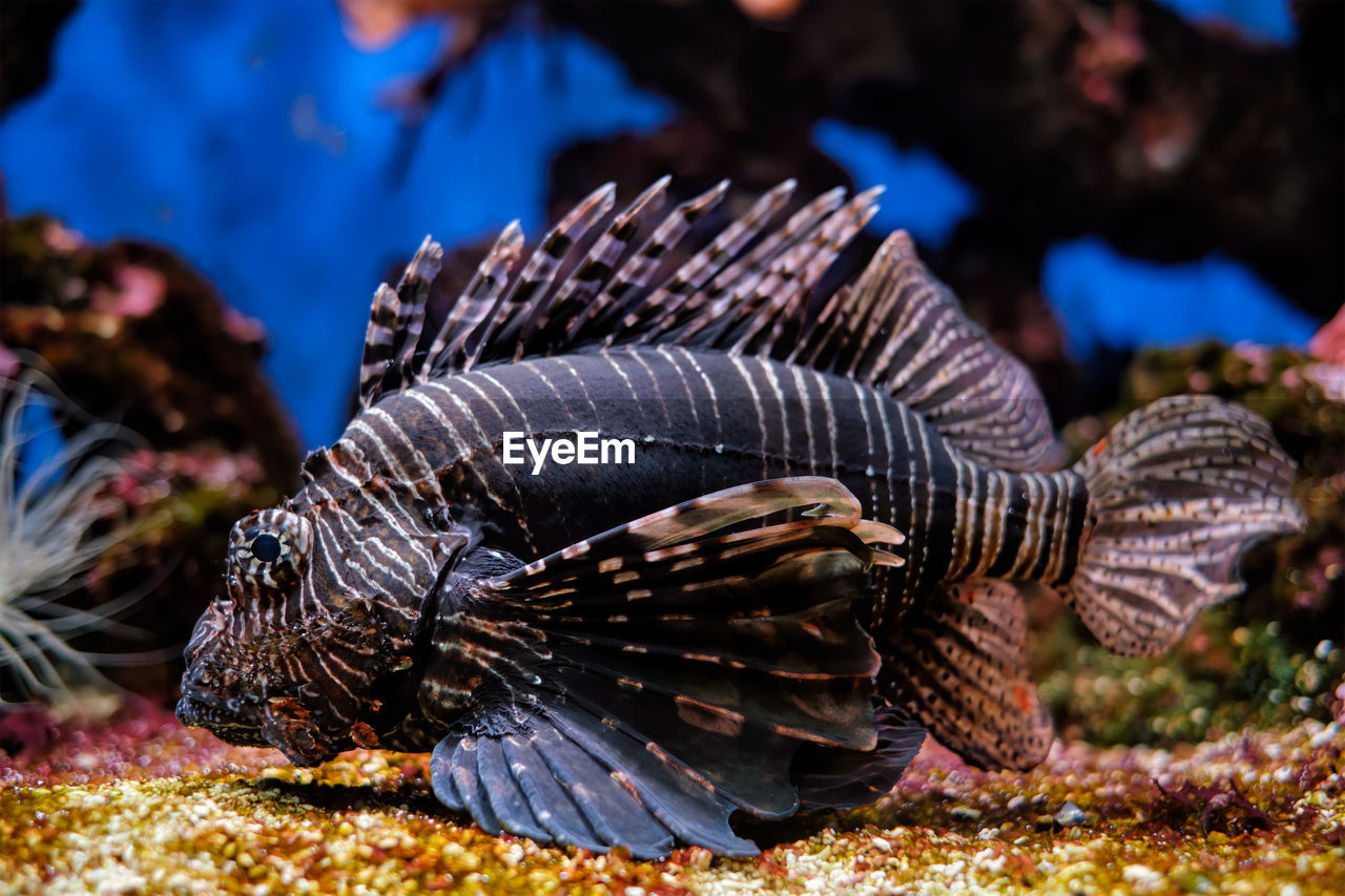 Red lionfish pterois volitans fish underwater