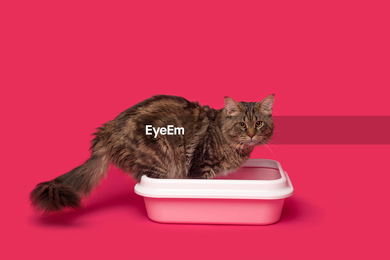 A large thoroughbred maine coon is standing in a tray in a cat's toilet and looking at the camera. 