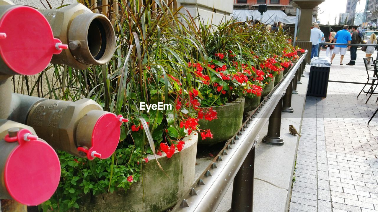 CLOSE-UP OF RED FLOWERS