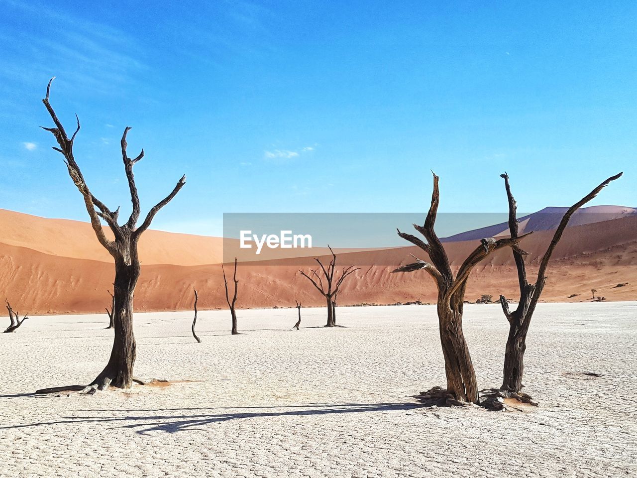 Dead trees in the desert in sossusvlei