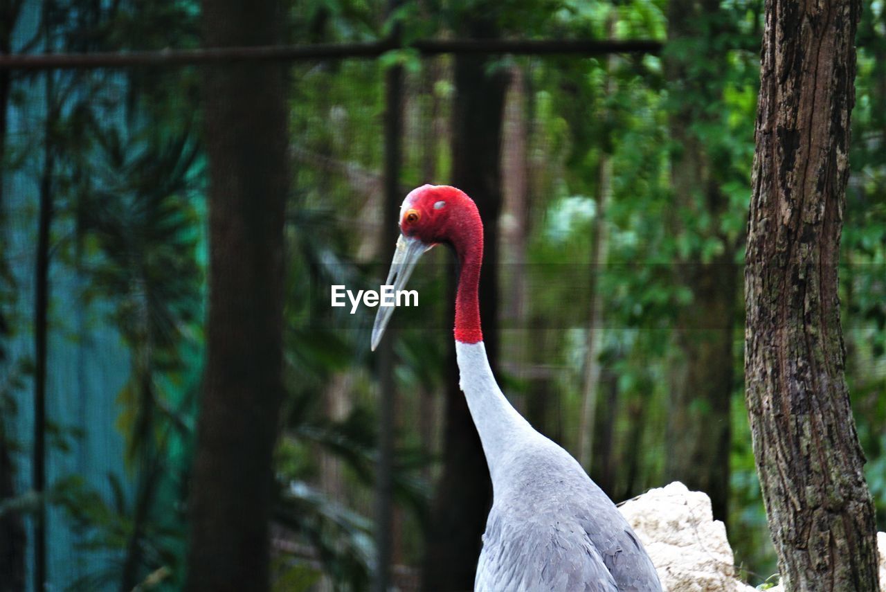 Close-up of a bird against blurred background