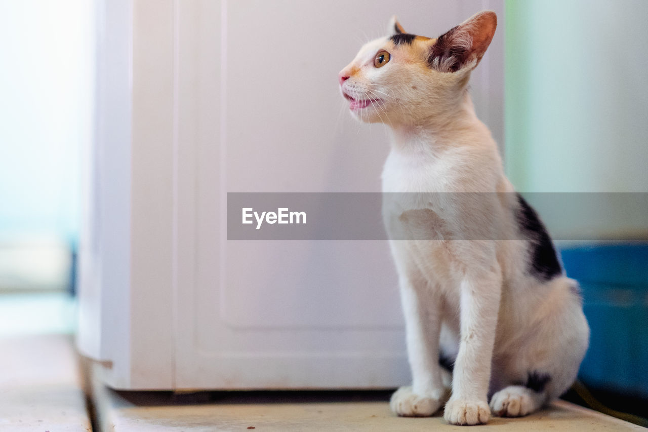 CLOSE-UP OF CAT LOOKING AWAY AT HOME