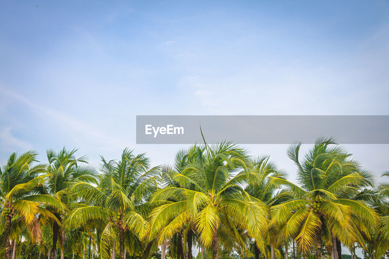 Low angle view of coconut palm trees against blue sky