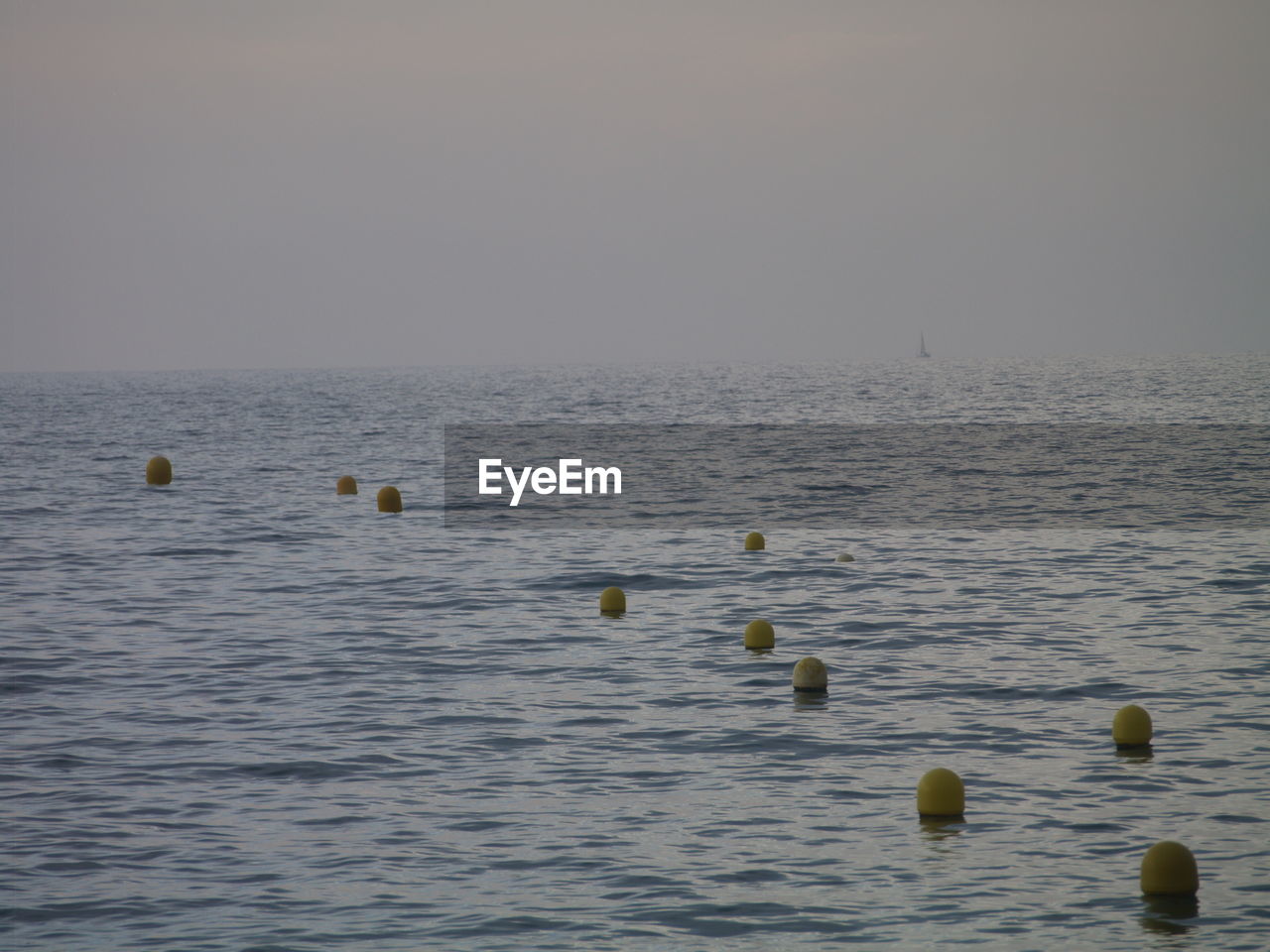 DUCKS FLOATING ON SEA