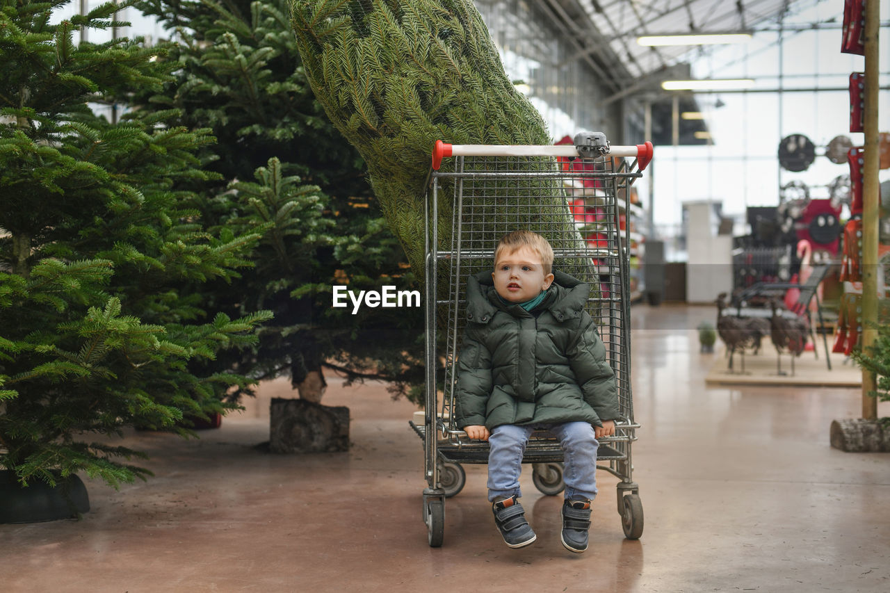 Small boy on a wheelbarrow chooses a christmas tree in the shop.