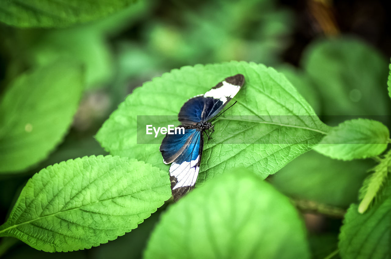 CLOSE-UP OF BUTTERFLY ON LEAF