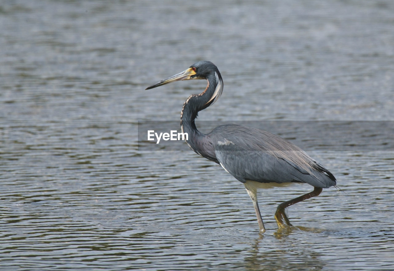 BIRD ON A LAKE