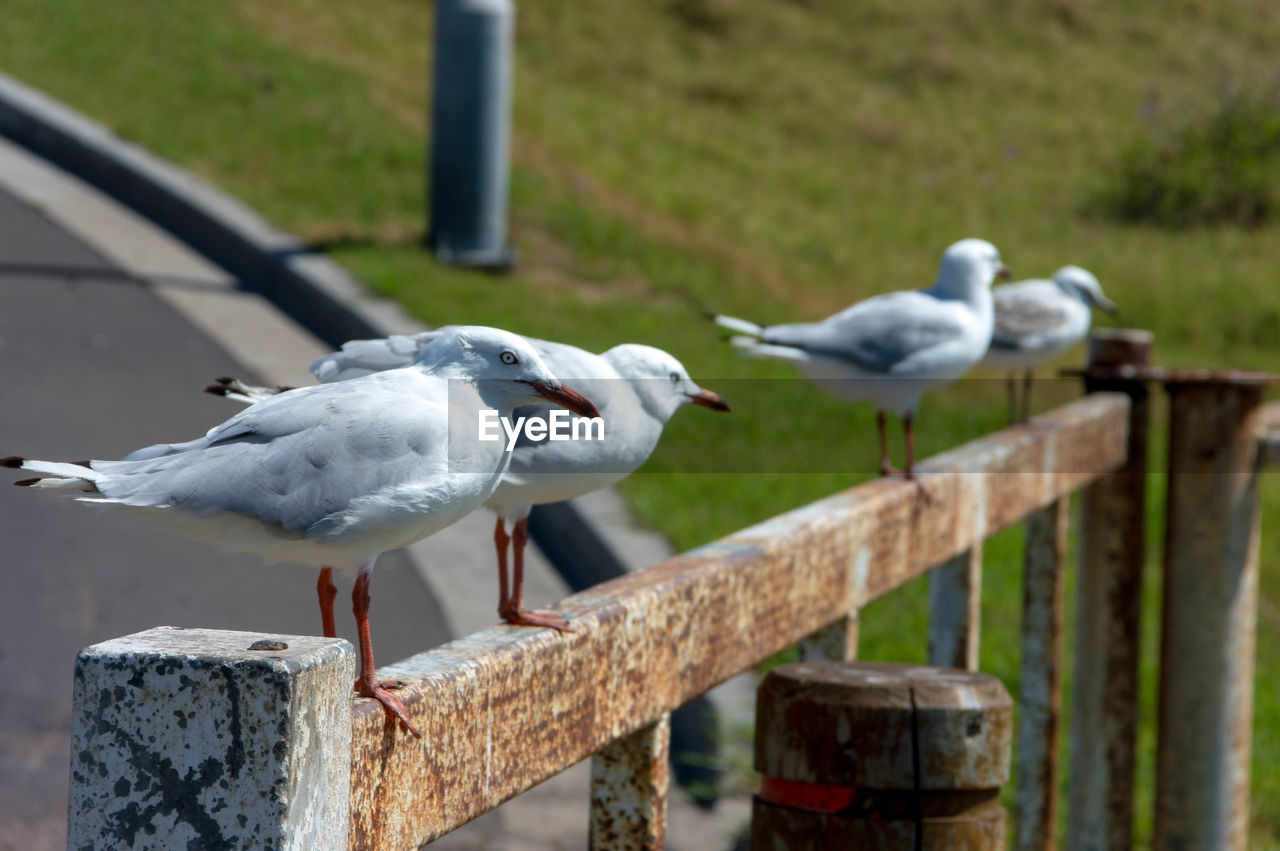 SEAGULL PERCHING ON WOODEN RAILING