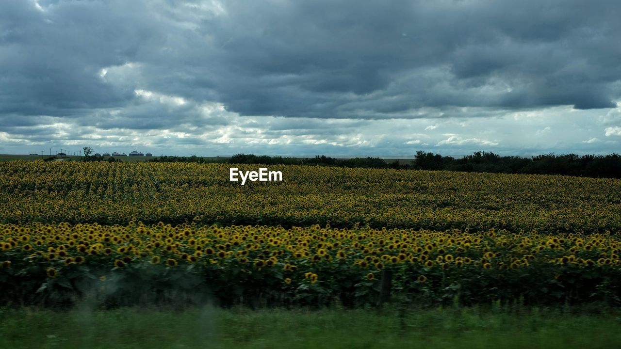 SCENIC VIEW OF FIELD AGAINST CLOUDY SKY