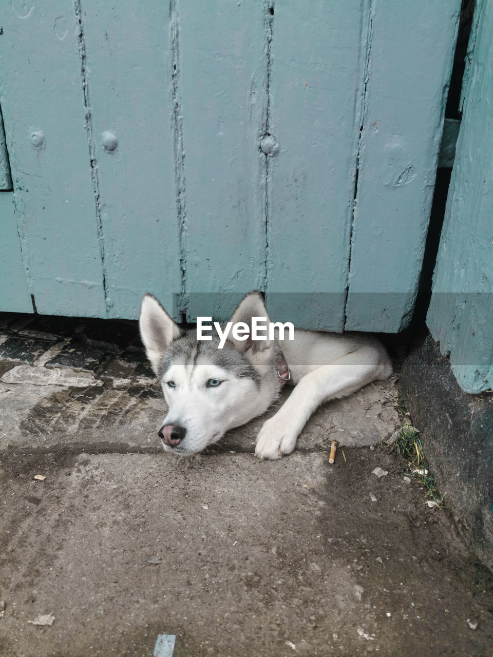 HIGH ANGLE PORTRAIT OF DOG RELAXING AGAINST WALL