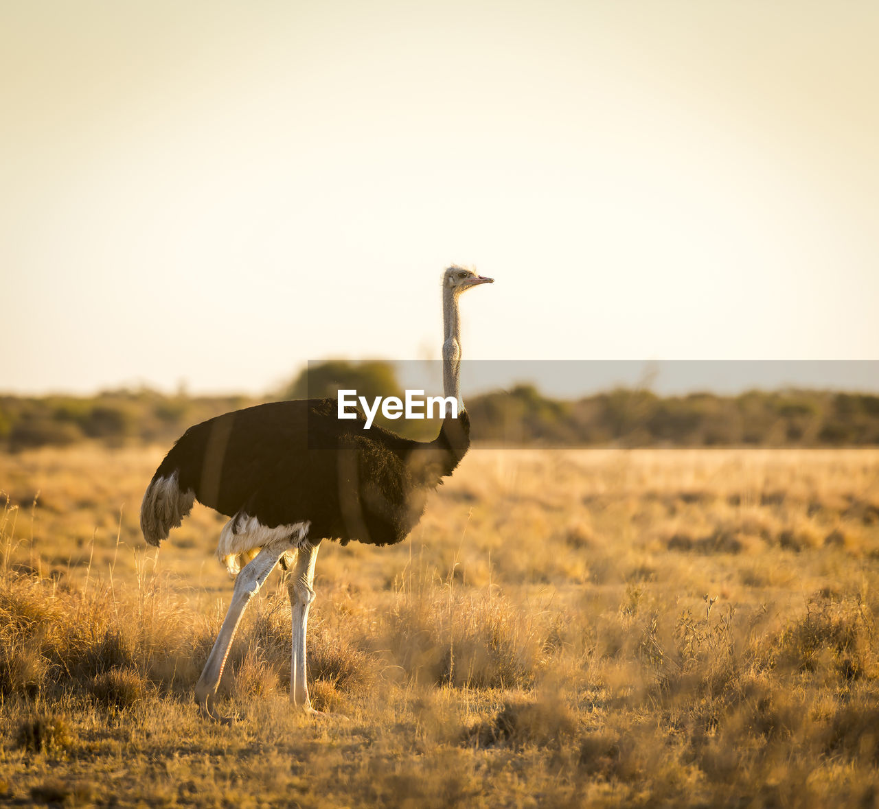 Beautiful ostrich stands on the plains at sunset in botswana, africa
