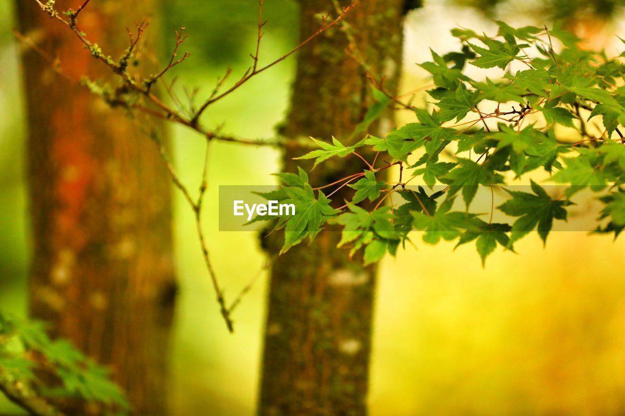 Close-up of leaves on tree trunk in forest