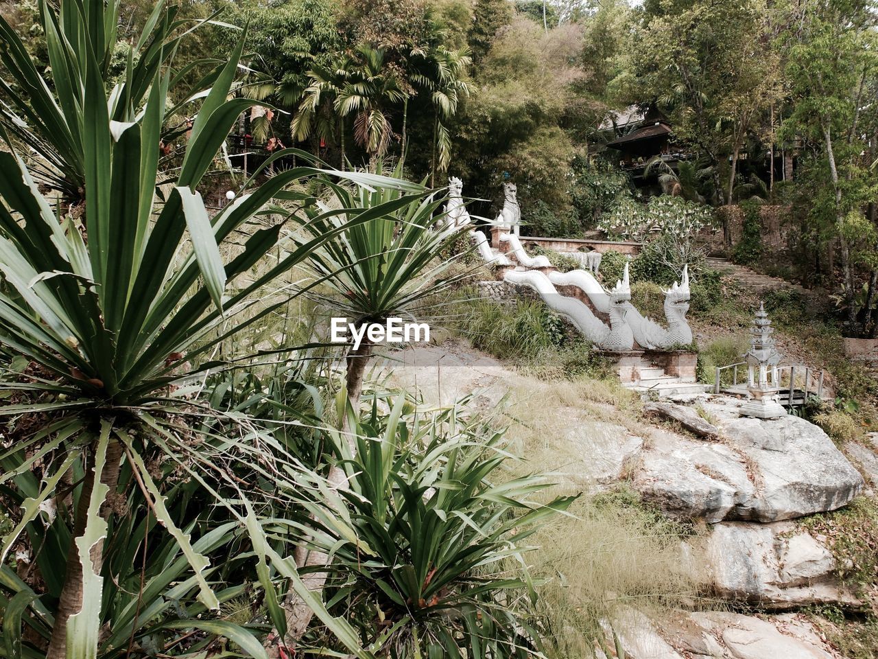 VIEW OF PLANTS AND TREES