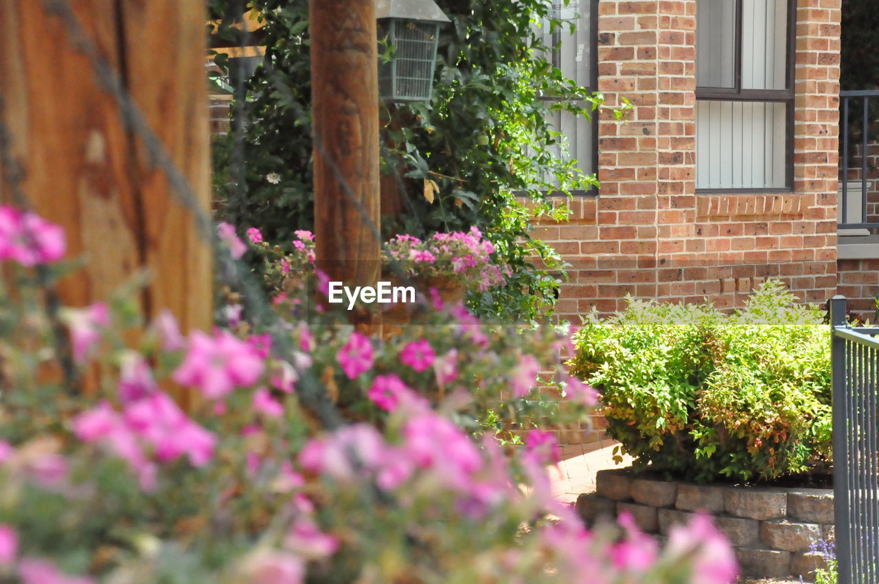 Pink flowering plants growing outside house