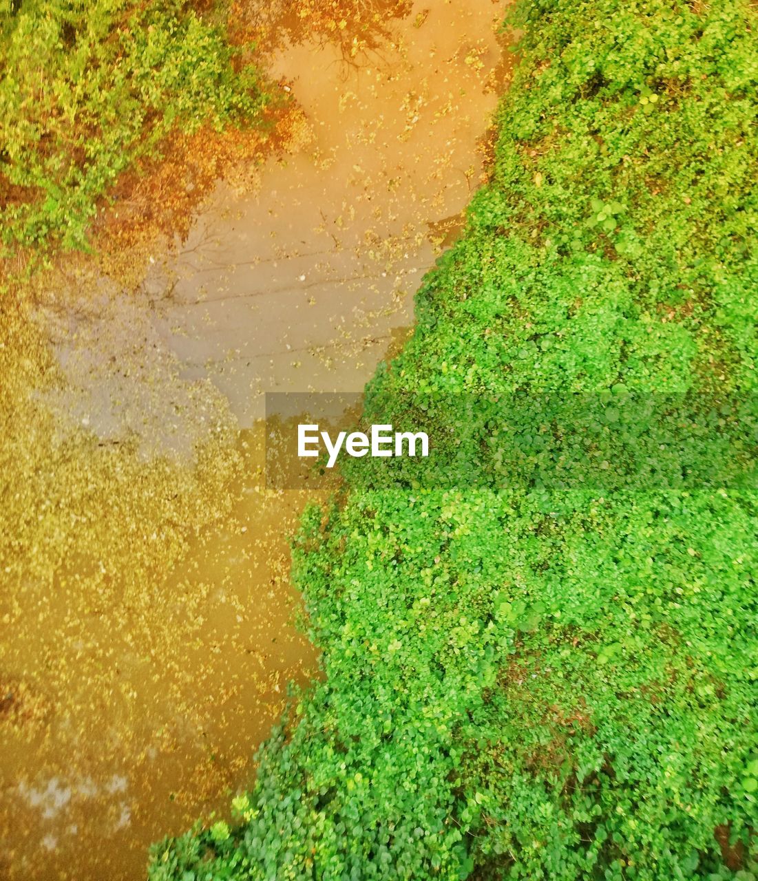 HIGH ANGLE VIEW OF MOSS ON SHORE