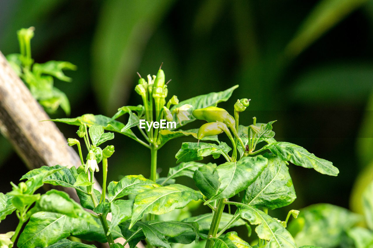 CLOSE-UP OF GREEN PLANT