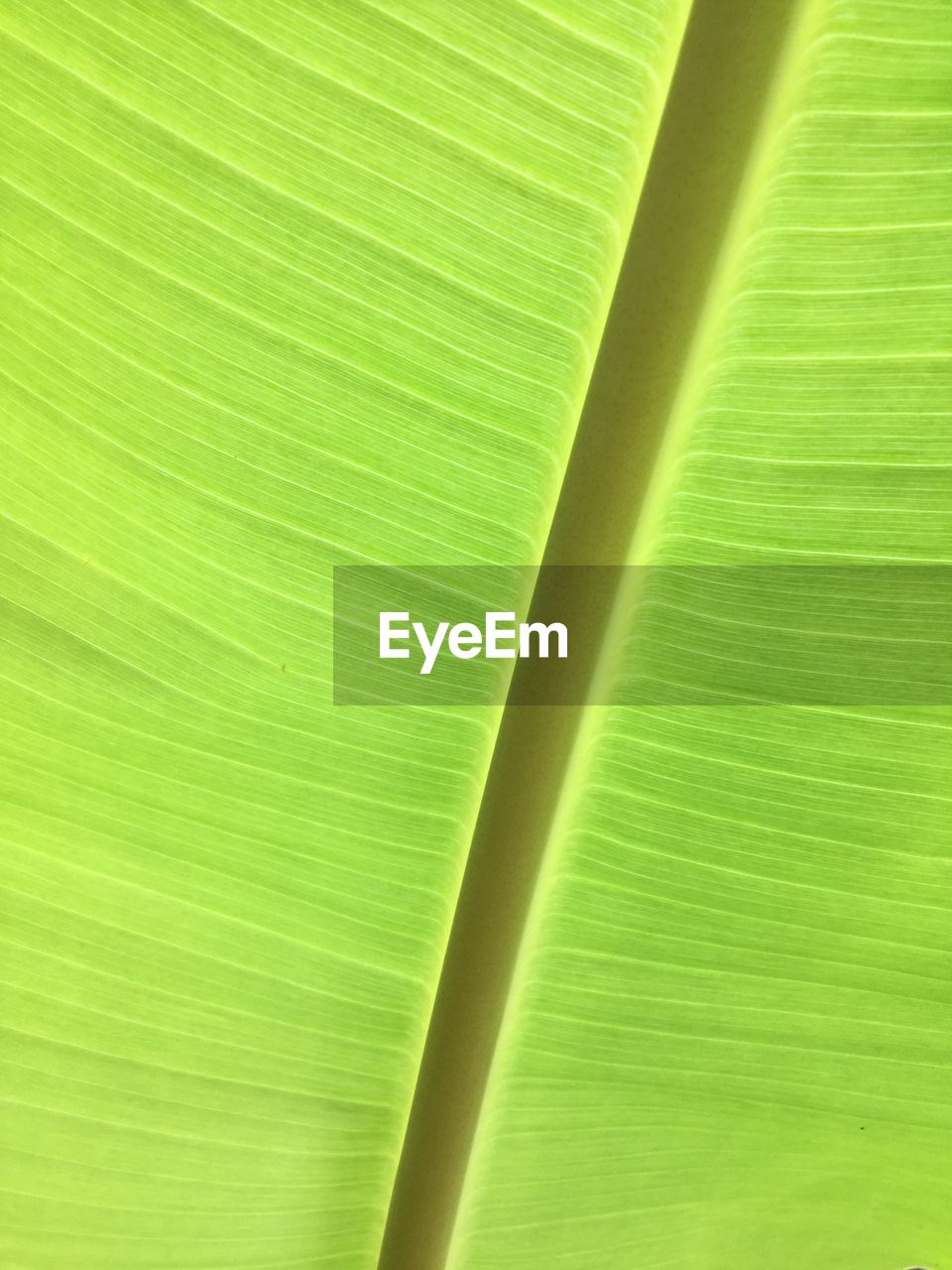 FULL FRAME SHOT OF LEAF ON GREEN SURFACE