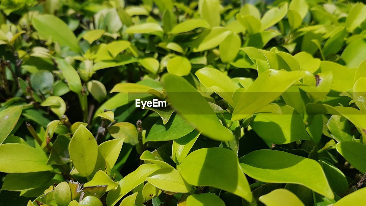 Close-up of green leaves