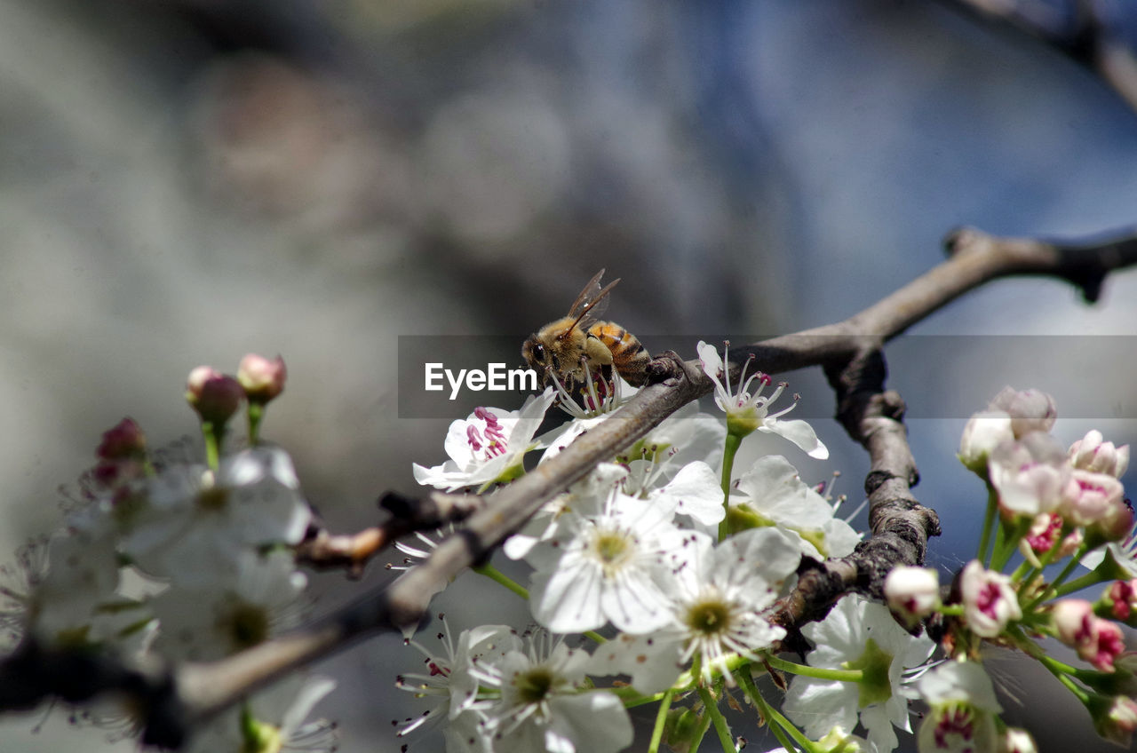 CLOSE-UP OF BEE POLLINATING ON FRESH FLOWER