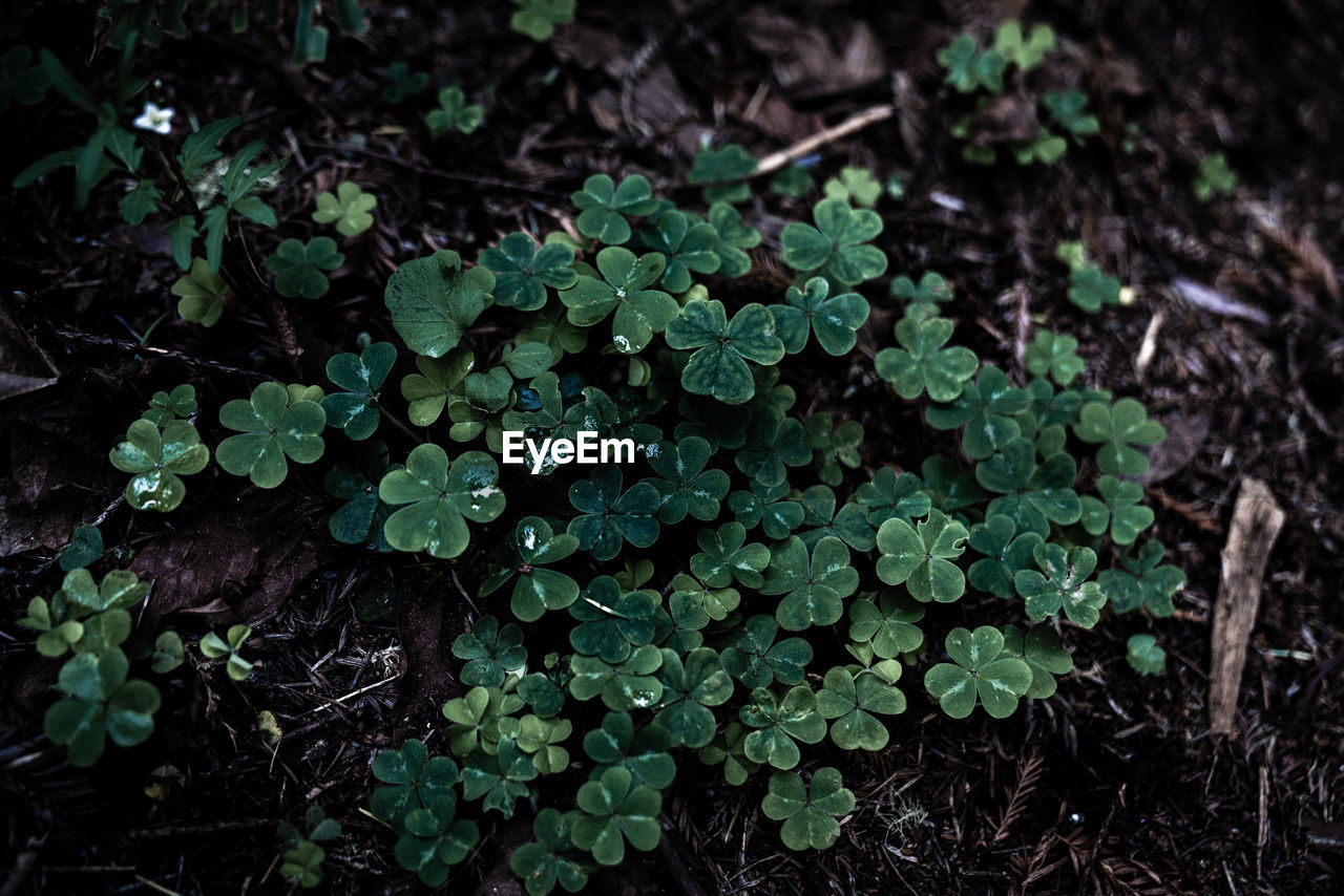 High angle view of small plant growing on field