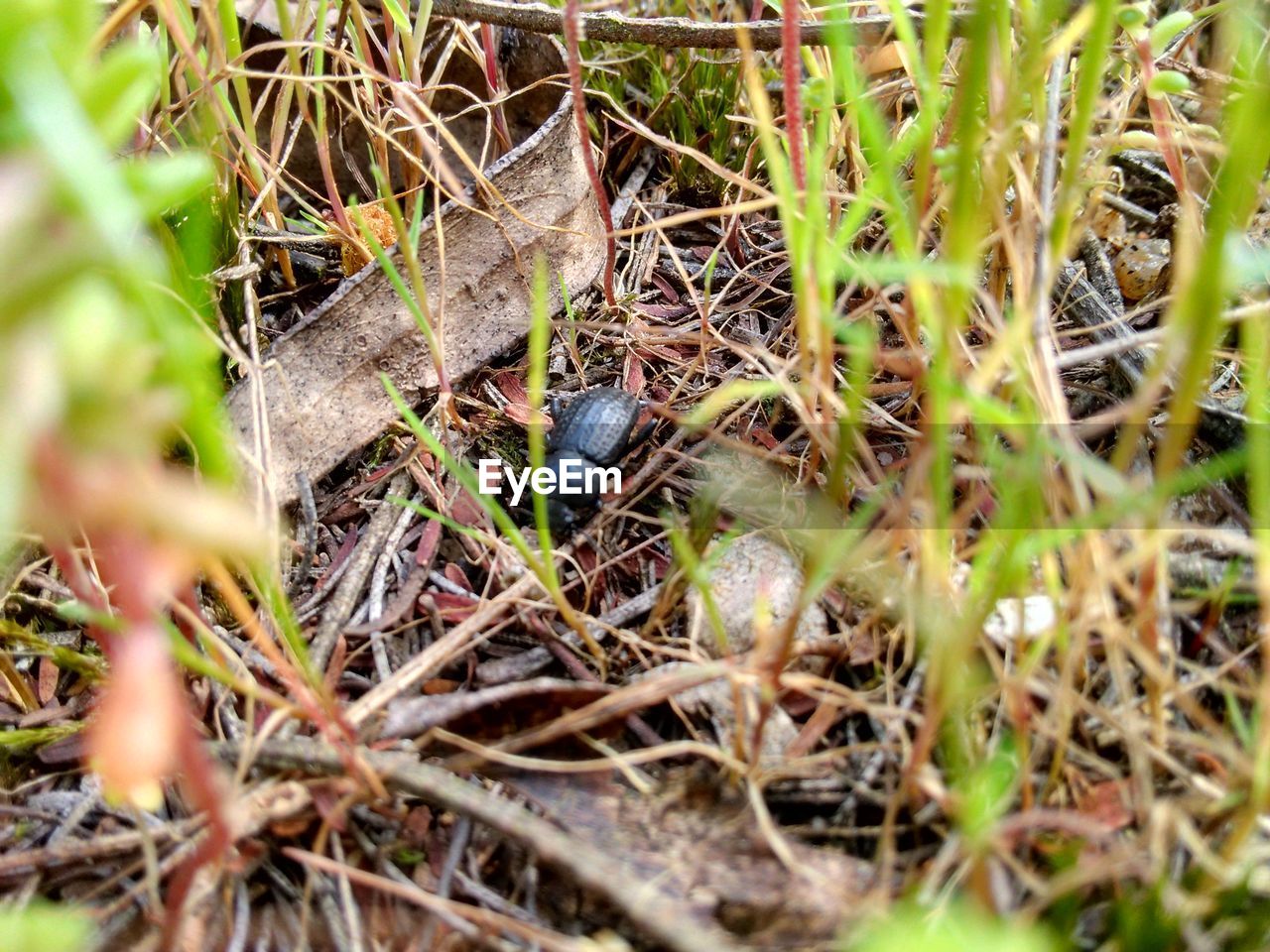 CLOSE-UP OF INSECT ON GRASS