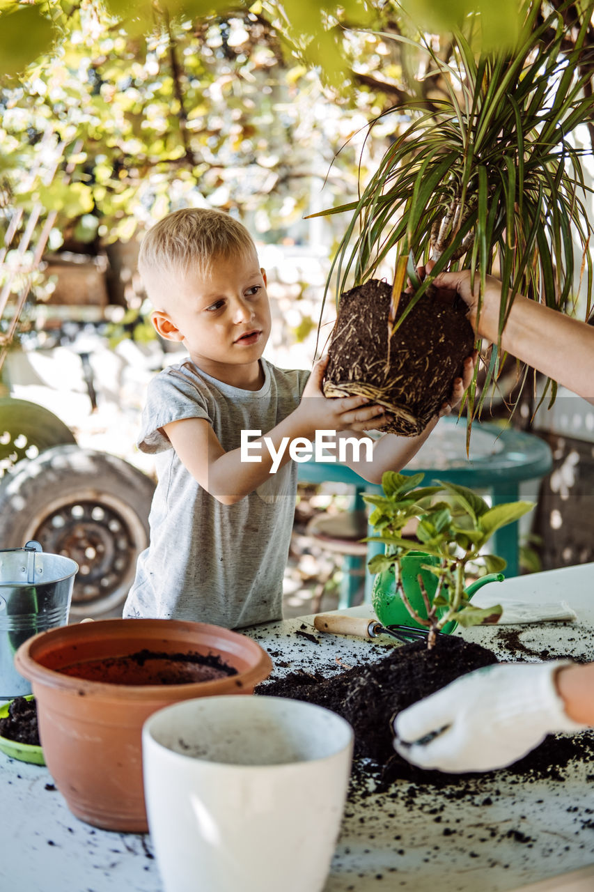 Spring houseplant care, repotting houseplants. happy little kid boy planting houseplants in pots