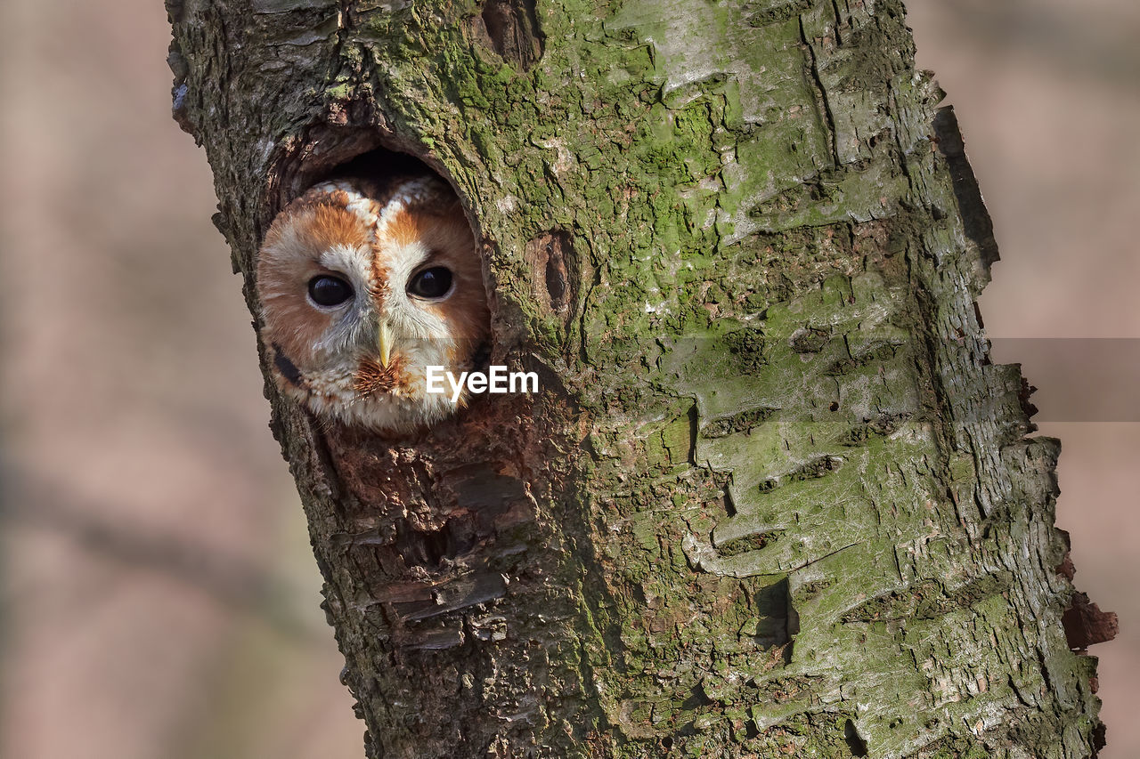 Close-up portrait of owl in tree trunk