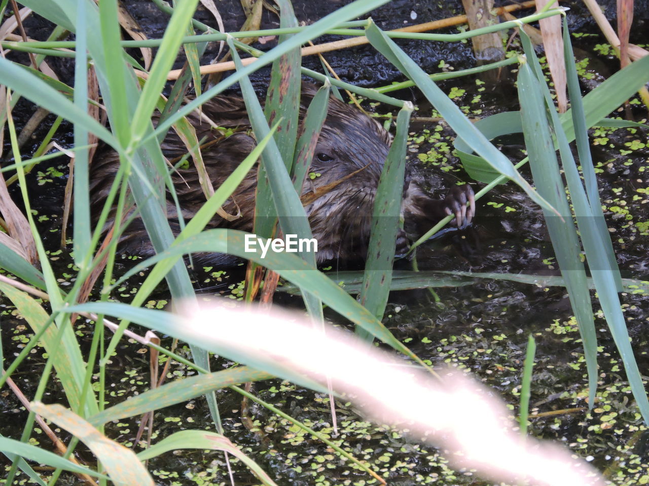 PLANT GROWING IN WATER