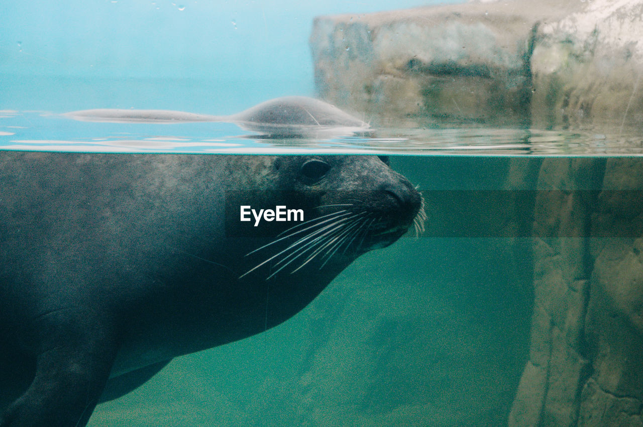 Close-up of seal swimming in aquarium