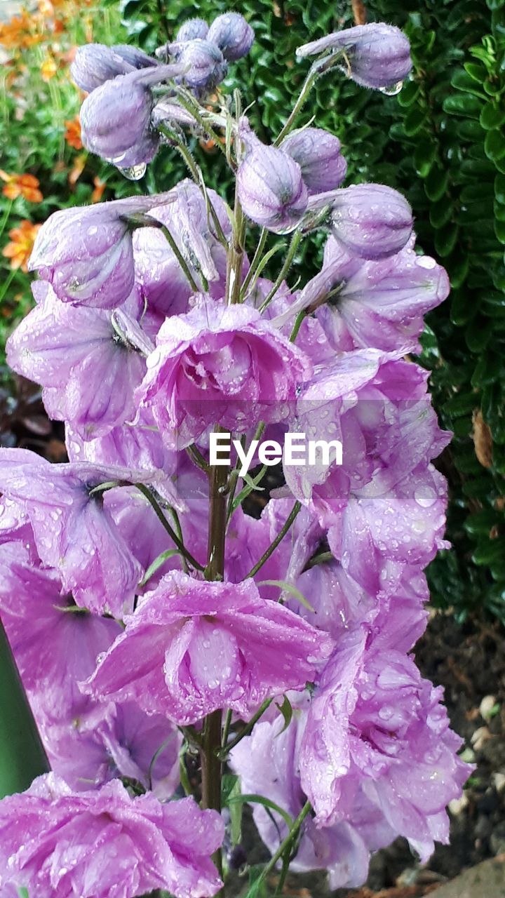 CLOSE-UP OF WATER DROPS ON PINK FLOWERS