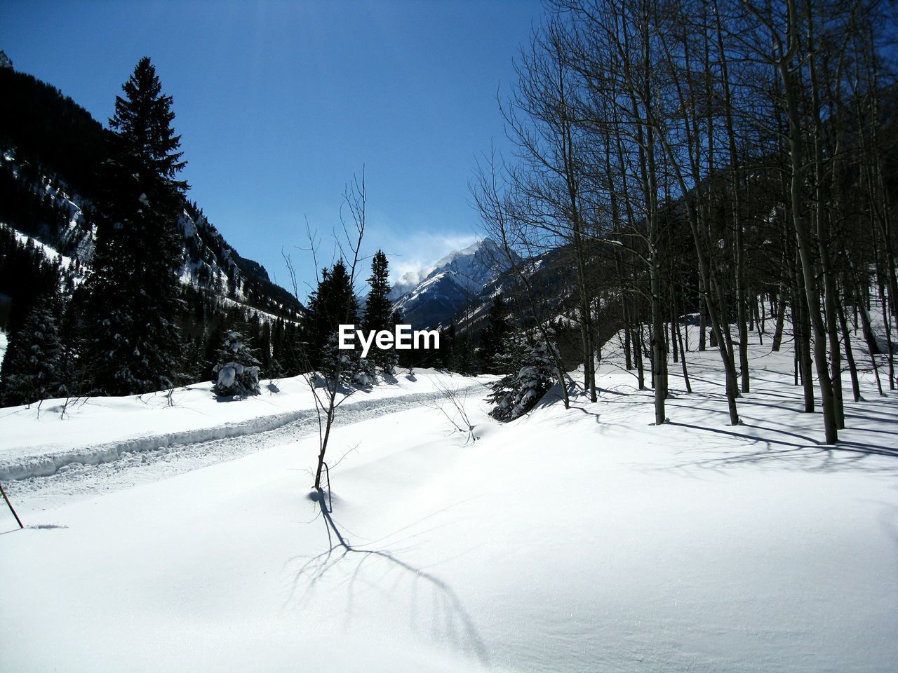 Bare trees on snow covered field