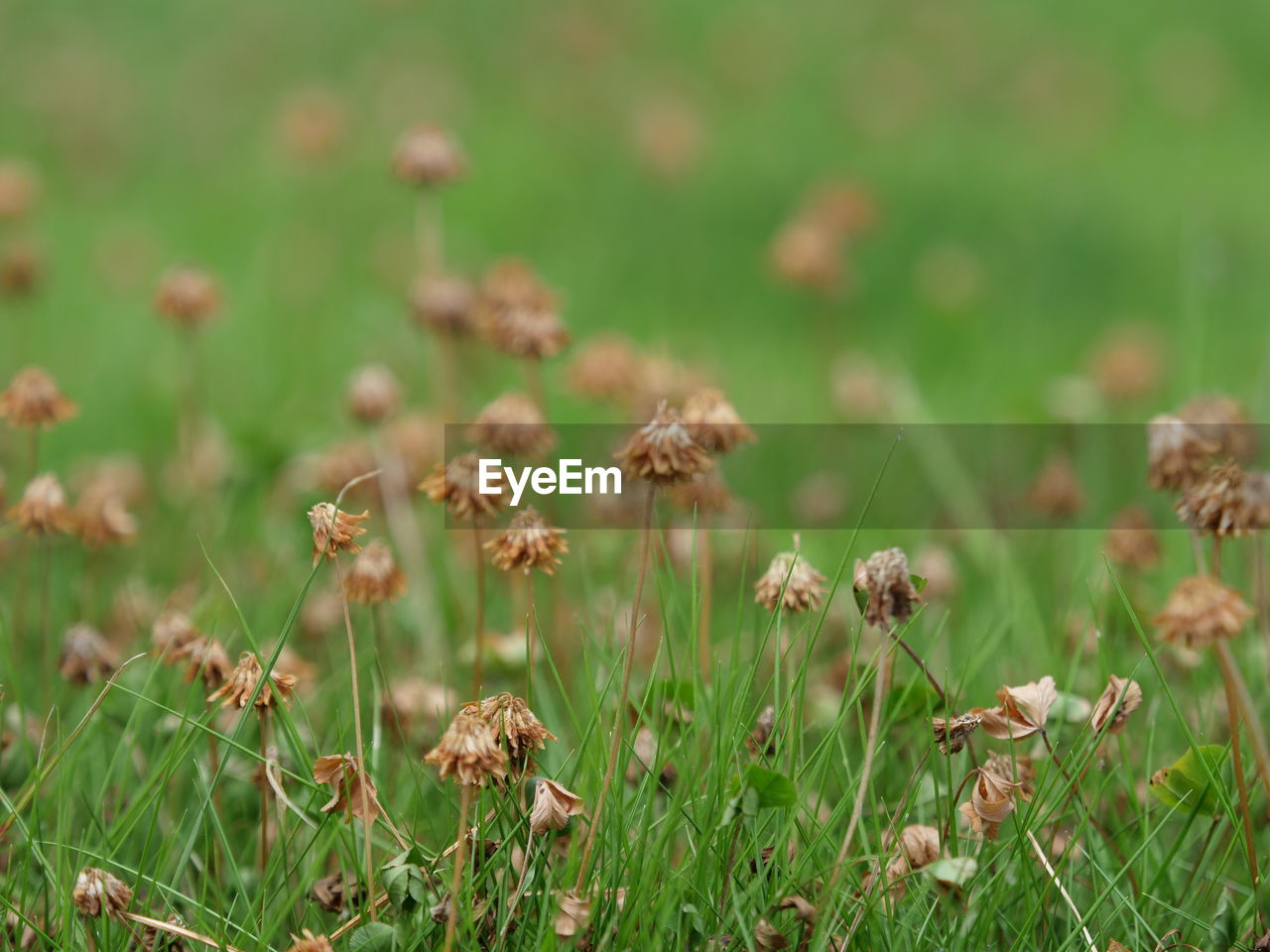 CLOSE-UP OF WILTED FLOWERING PLANT ON FIELD