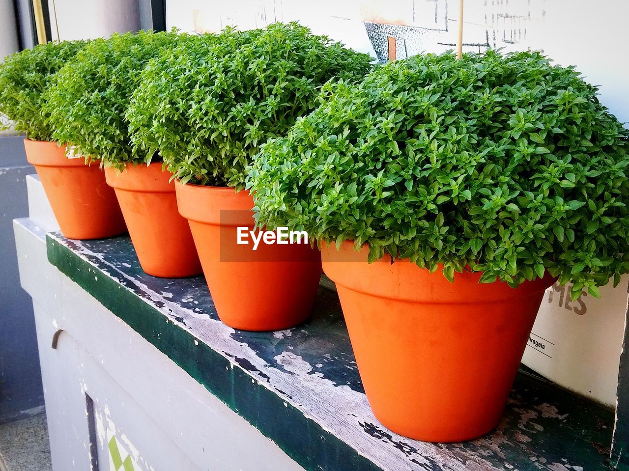 CLOSE-UP OF POTTED PLANTS AGAINST BUILDING