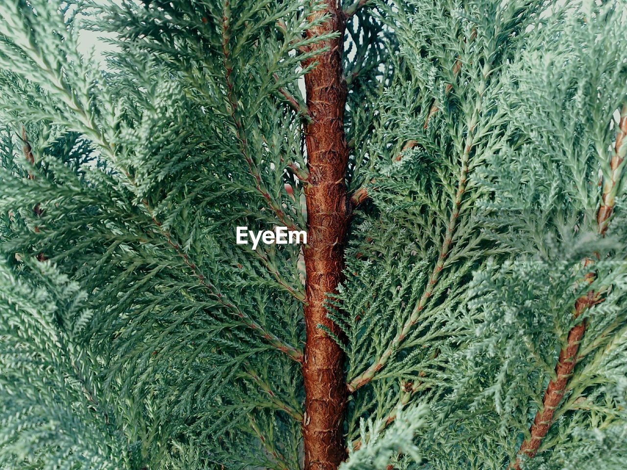 CLOSE-UP VIEW OF TREE
