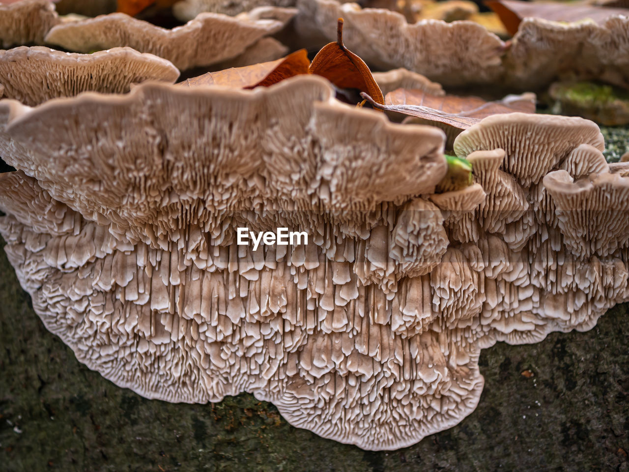 Fluffy tinder fungus on a tree trunk