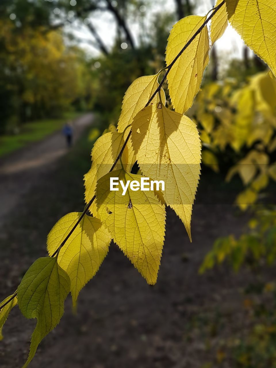 Close-up of yellow maple leaves