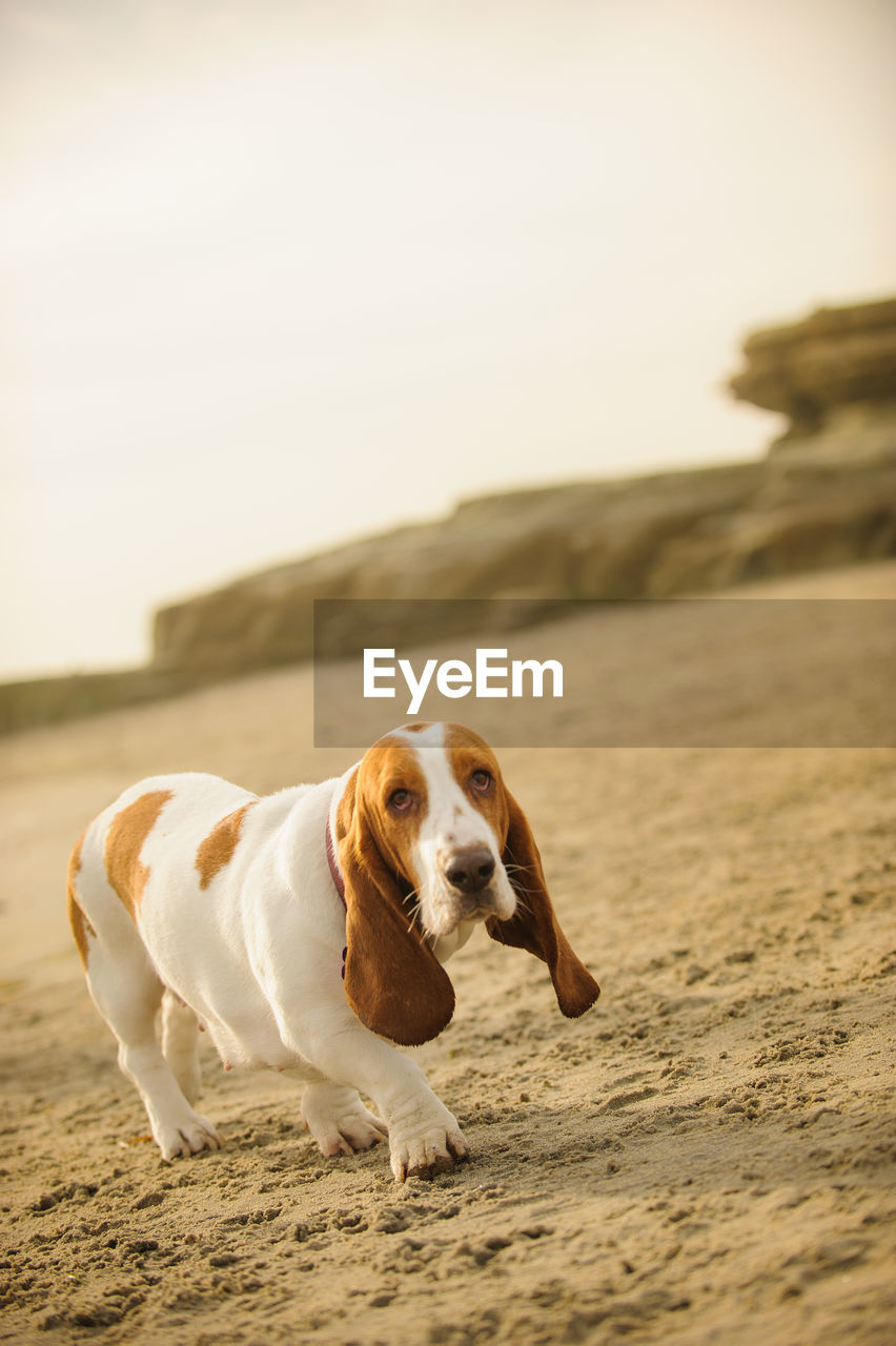 Close-up of basset hound dog standing on beach