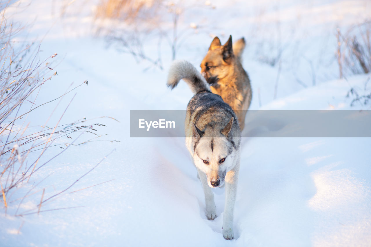 Two funny happy dogs run after each other outdoors in a snowy park on a sunny winter day.