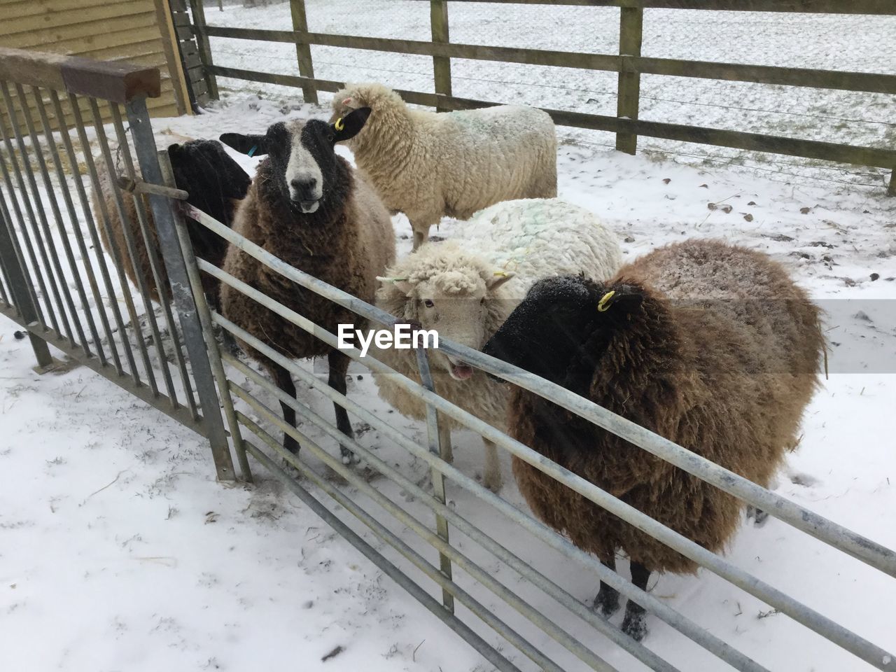 High angle view of sheep on snow covered land in pen