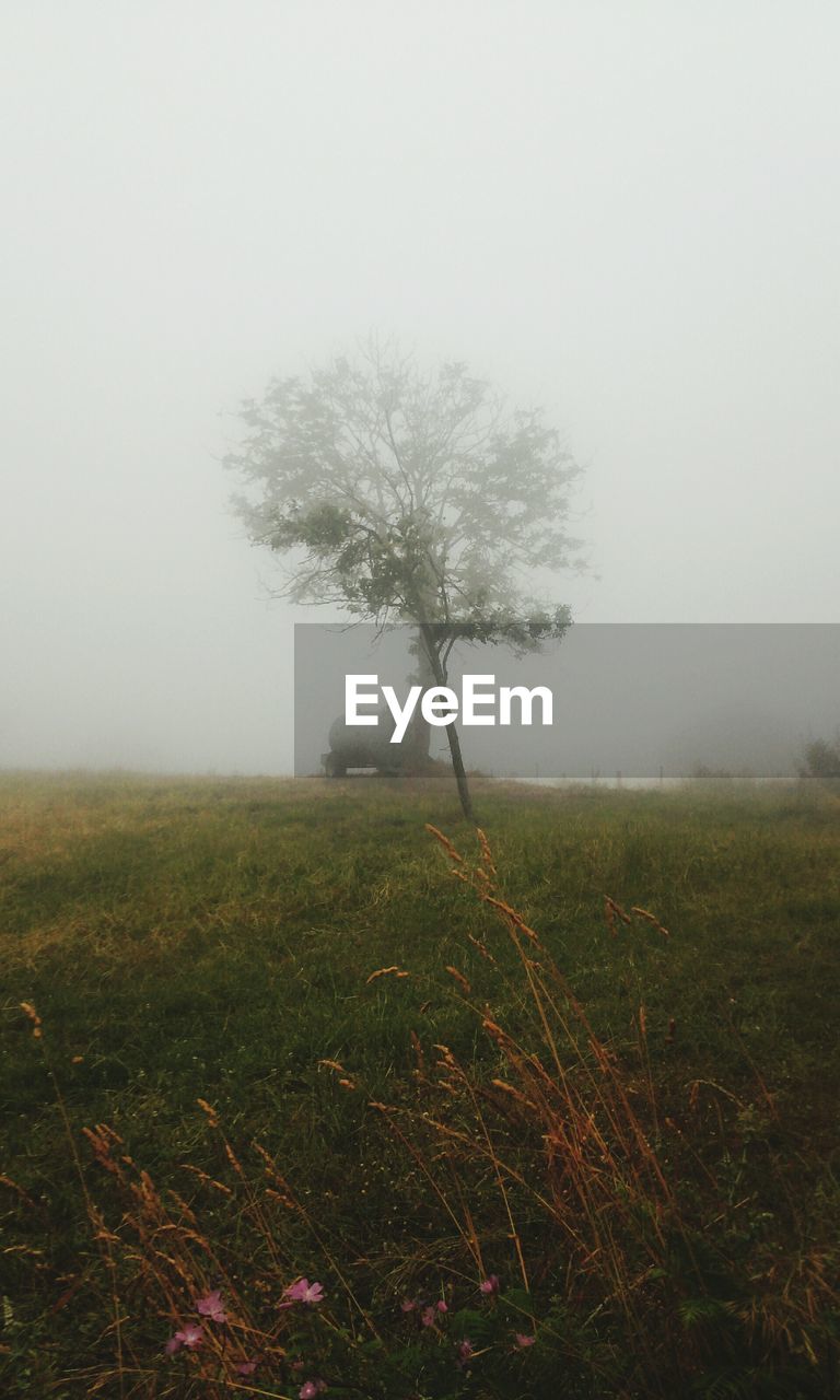 SCENIC VIEW OF GRASSY FIELD IN FOGGY WEATHER