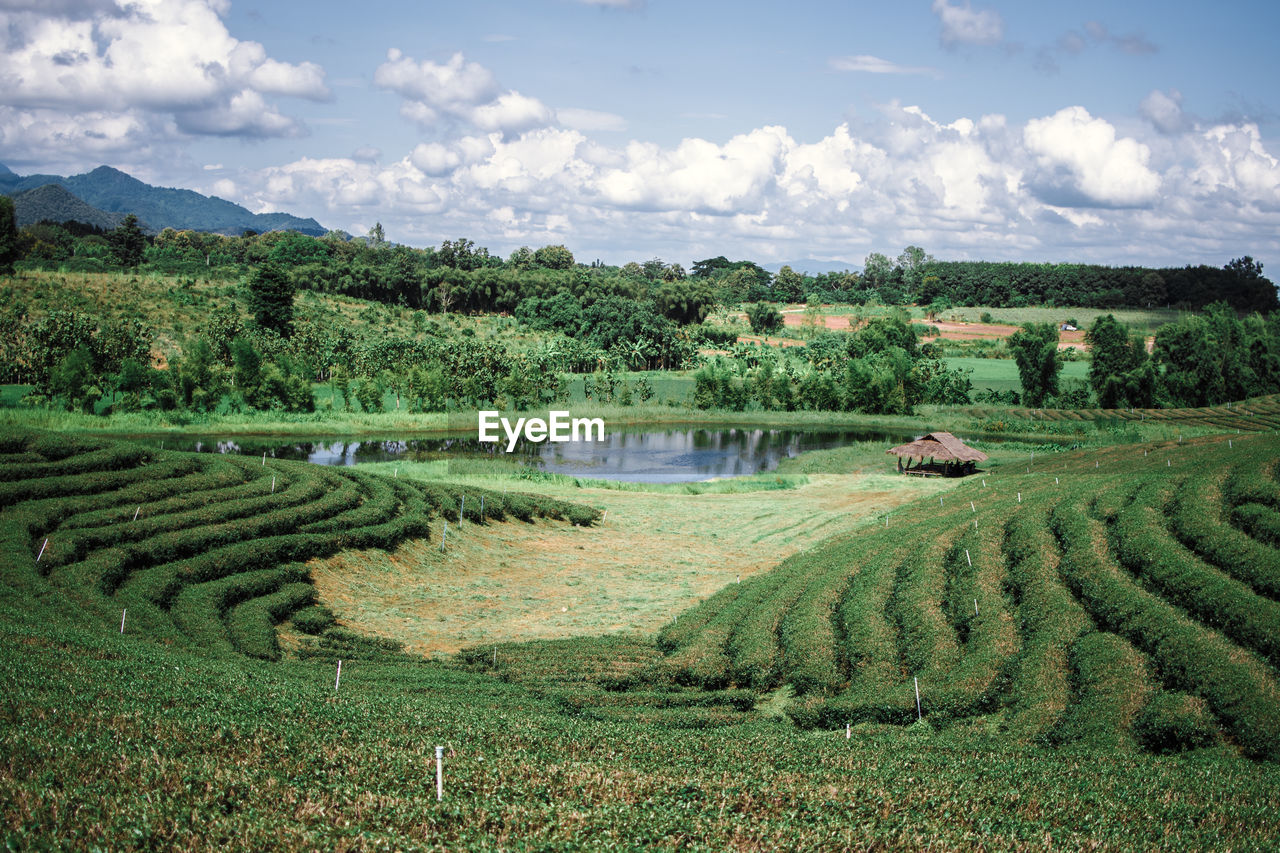 Scenic view of agricultural field against sky