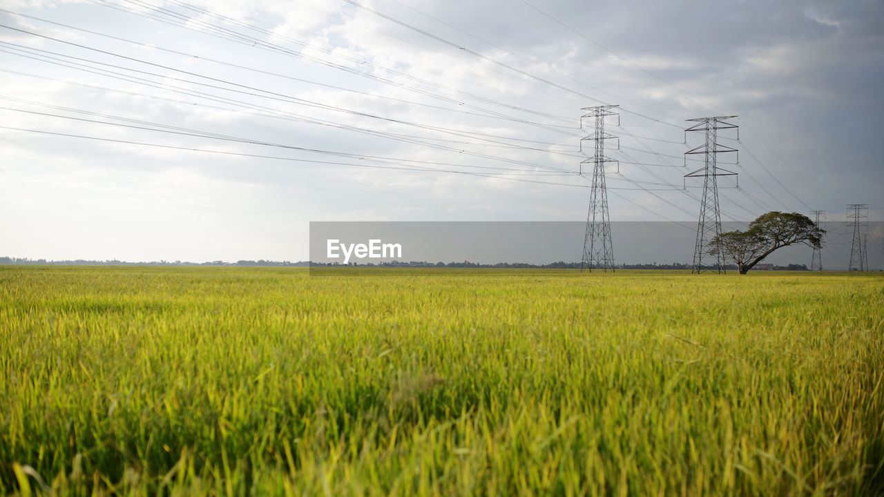 Scenic view of agricultural field against sky