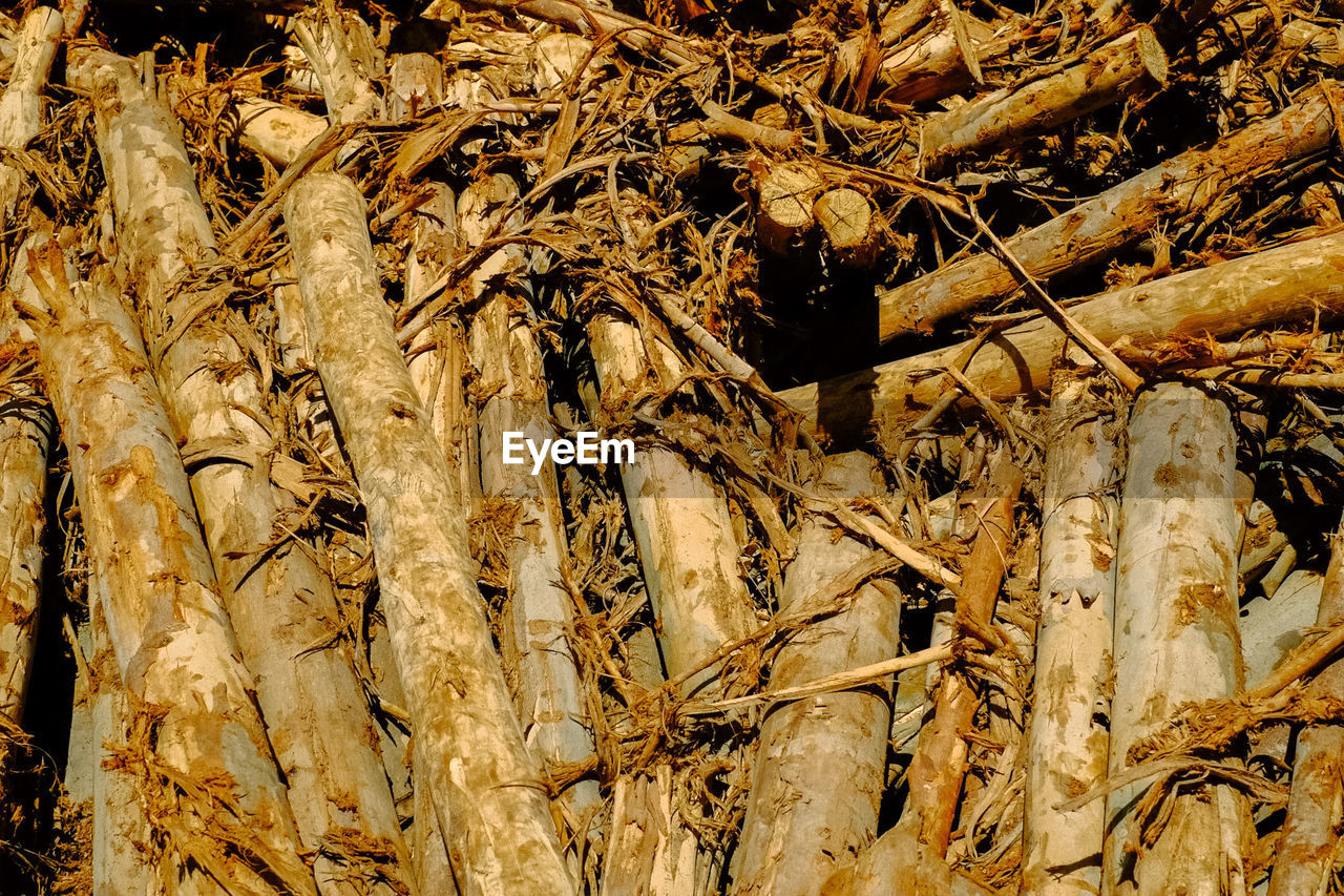 FULL FRAME SHOT OF DRIED PLANT ON LAND