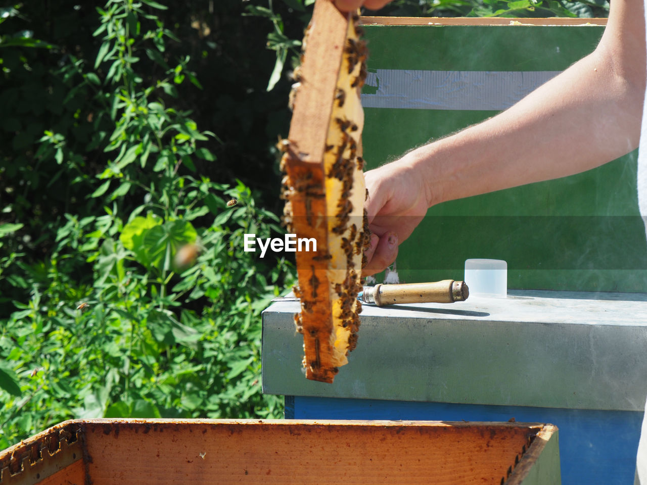 one person, insect, bee, hand, nature, plant, holding, day, beehive, growth, food, adult, food and drink, outdoors, occupation, apiary, agriculture, beekeeper, apiculture, close-up, freshness, lifestyles, honeycomb, working, green, men