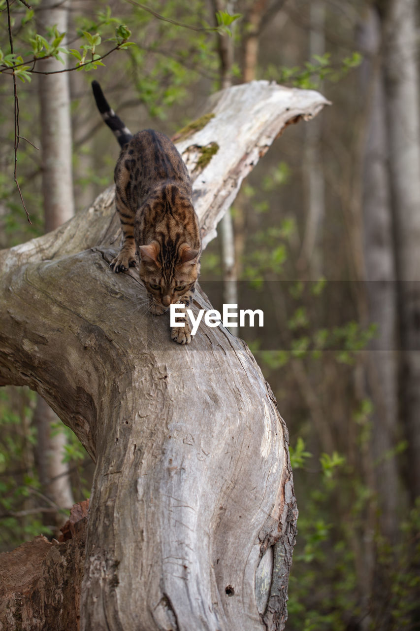 CLOSE-UP OF BIRD PERCHING ON TREE TRUNK