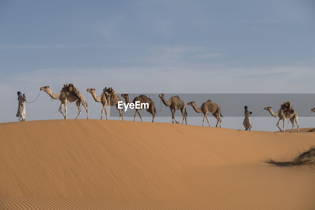 Camel caravan is crossing the sahara desert  on dunes in soft afternoon light.