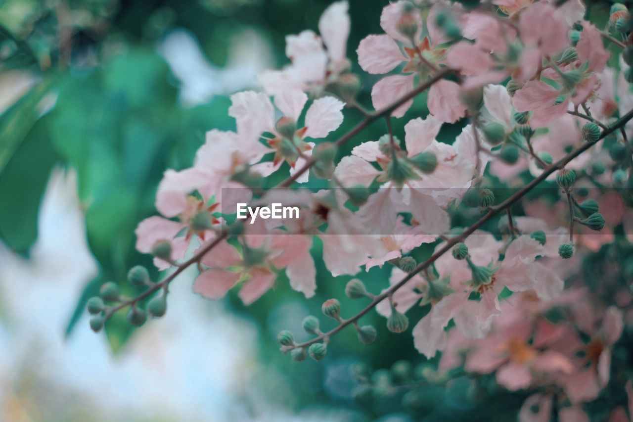 Close-up of pink flowers on branch