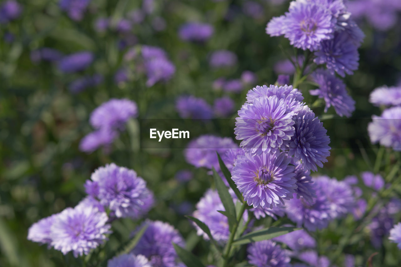 Close-up of purple flowering plant