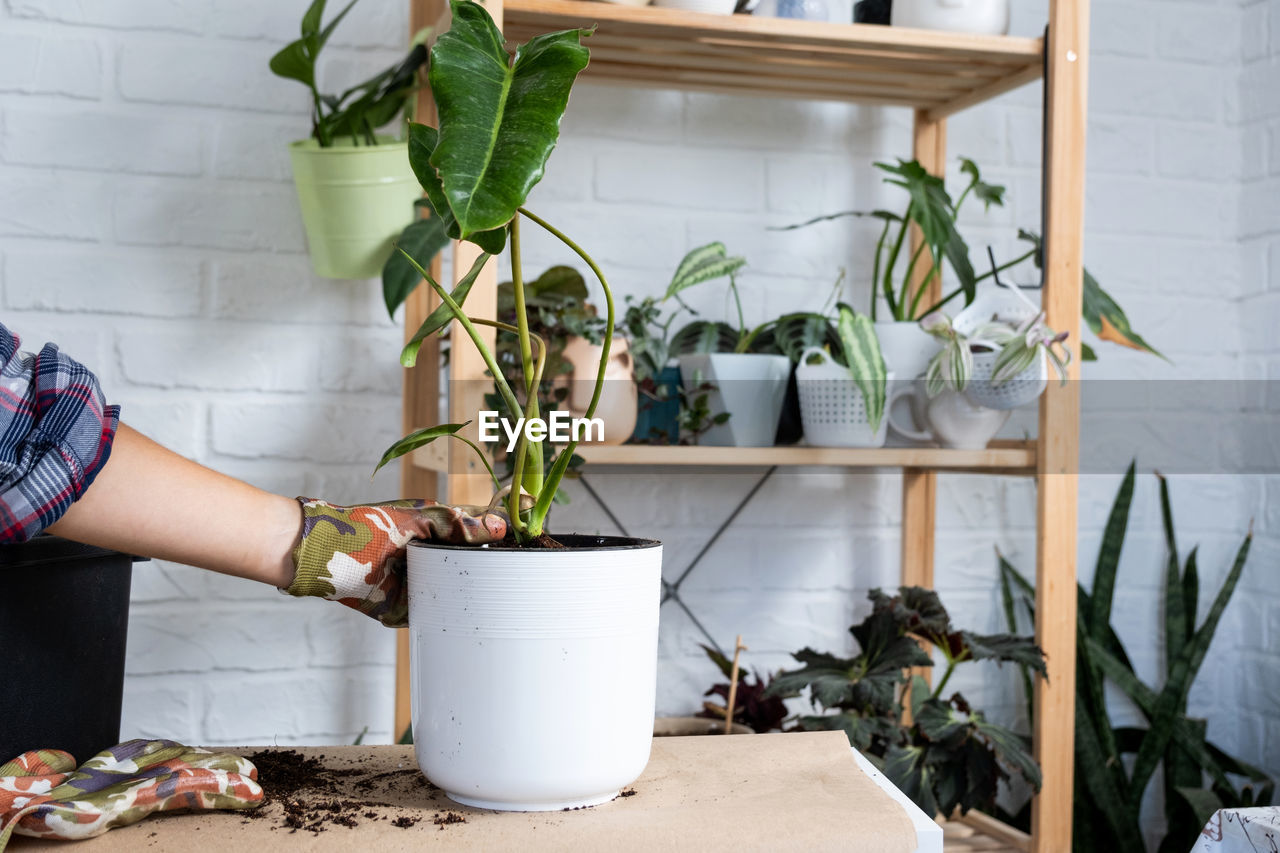 cropped hand holding potted plant on window