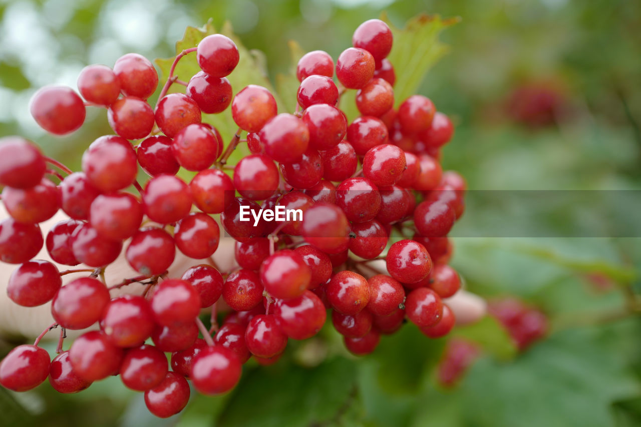 CLOSE-UP OF RED BERRIES GROWING ON PLANT